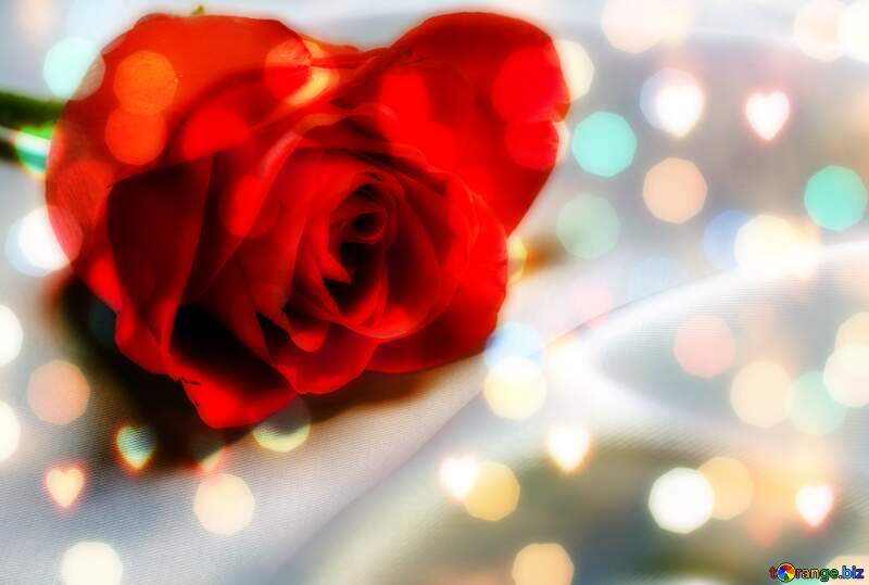 Red flower rose Background №7179