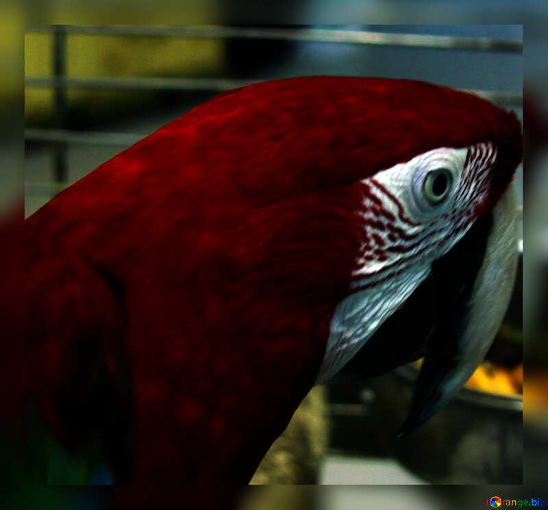 Home  parrot  Macaw portrait №10789