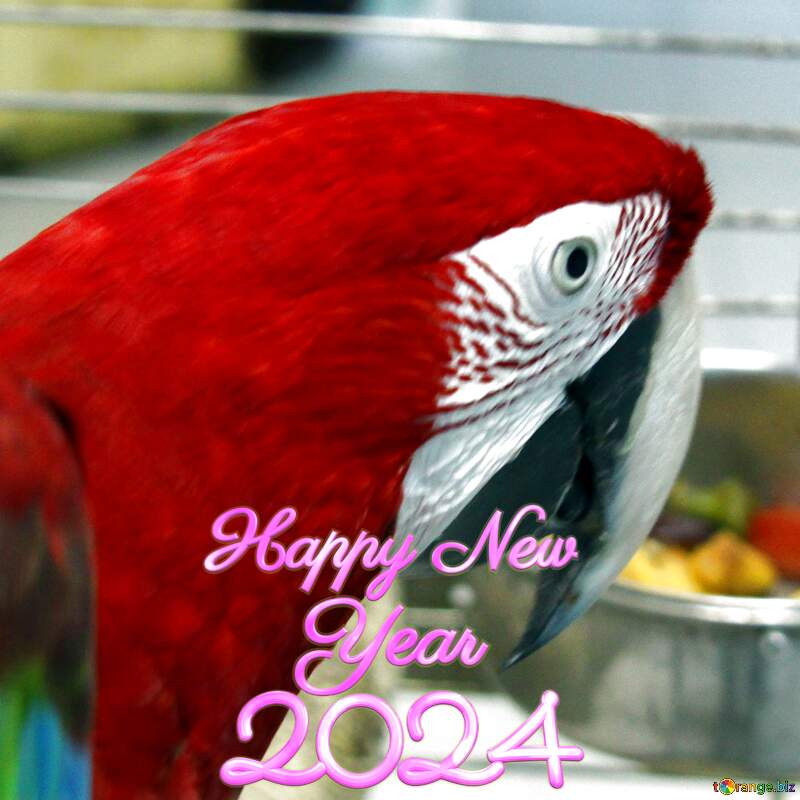 Home red parrot  Macaw happy new year 2024 №10789