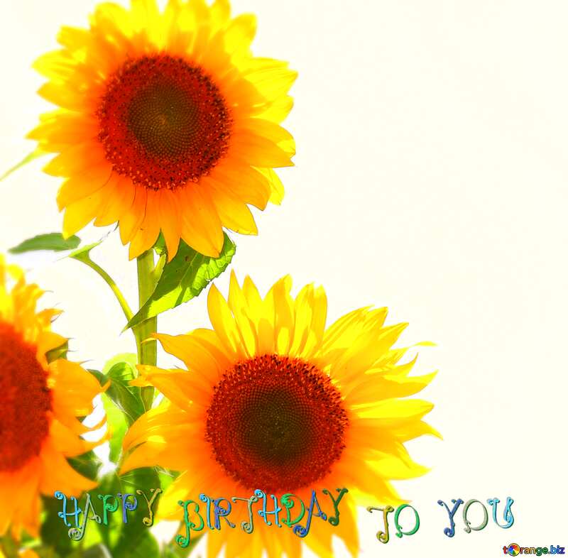 Bouquet of sunflowers for wishes happy birthday №32698