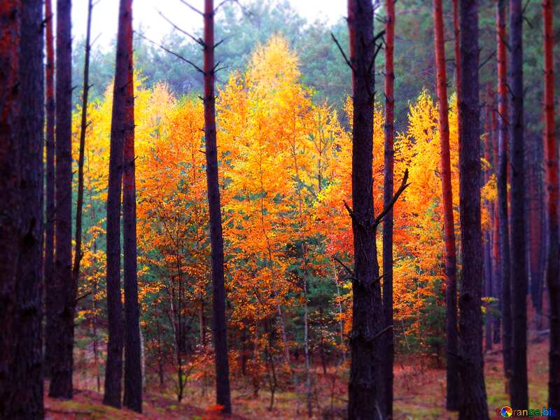 autumn forest trees dark blur frame №28311