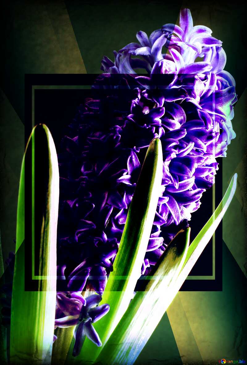 Flower hyacinths frame business dark old №43061