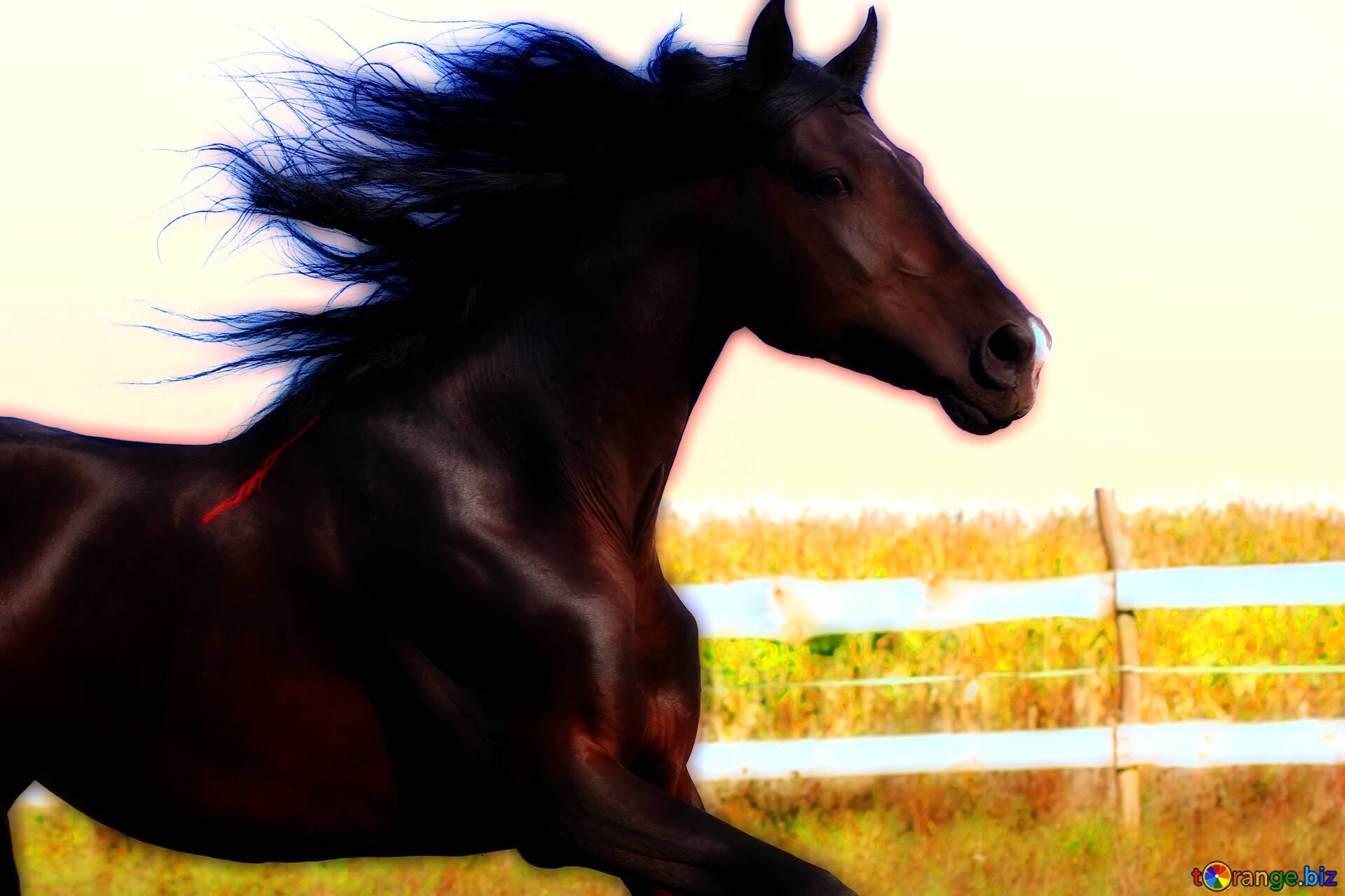Download free picture Running horse very vivid colors on CC-BY License ~  Free Image Stock  ~ fx №213857