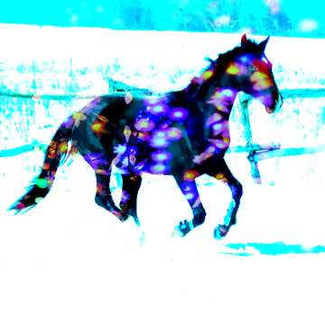 FX №213118 Black colt horse galloping colors lights winter art