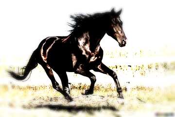 FX №213035 Horse dark blur frame