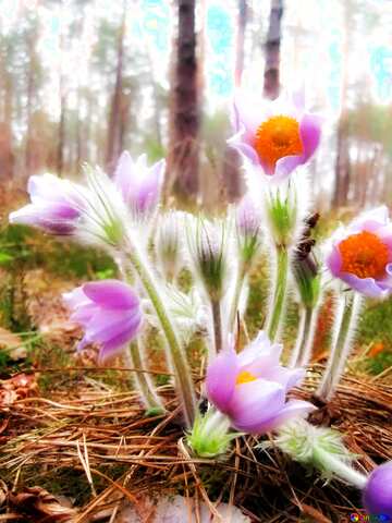 FX №213366 Soft blurred Flowers in the Forest