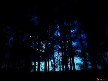 FX №213329 Soft blurred Dark night forest
