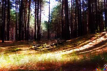 FX №213395 Soft blurred Pine Forest