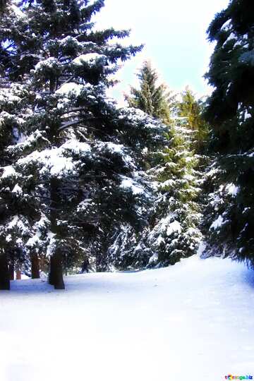 FX №213386 Soft blurred Winter snowy Forest