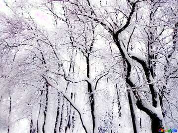 FX №213362 Soft blurred Winter Forest