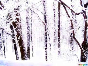 FX №213375 Soft blurred Winter Forest