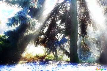 FX №213258 Soft blurred Magic Winter Forest