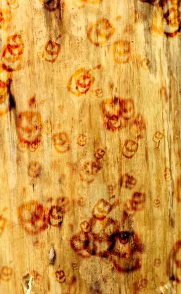 FX №213110 wood texture Halloween