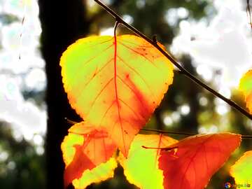 FX №213243 Yellow leaf