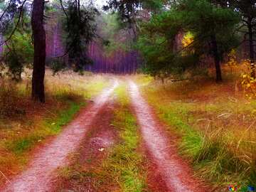 FX №213247 Road through the forest trees