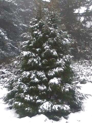 FX №213400 Christmas tree snow Soft blurred