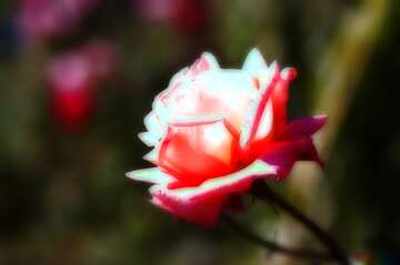 FX №213655 Pink rose blur frame