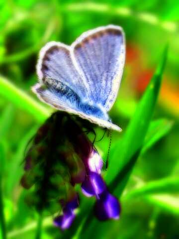 FX №213652 blue  butterfly