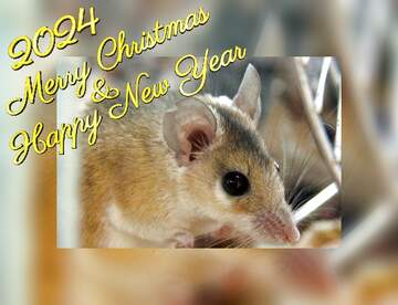 FX №213859 Chinese new year 2024 of the rat  Mouse fuzzy border