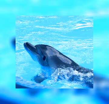 FX №213337 Smart dolphin blue fuzzy border