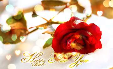 FX №213123 Red Rose flower  snow winter Happy New Year background