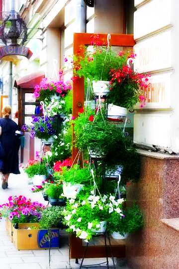FX №213419 Soft blurred background Flowers hanging on a shelf pots door street plants