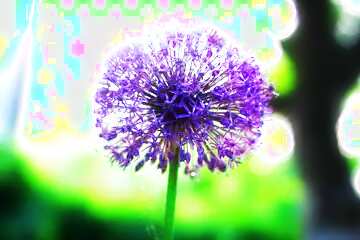 FX №213420 Soft blurred background Flower purple