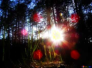 FX №213401 Soft blurred Forest Sun`s Through