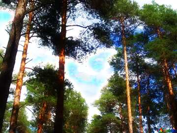 FX №213397 Soft blurred Pine Forest. Tree crown