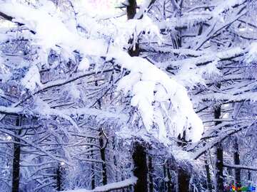 FX №213374 Soft blurred Forest winter