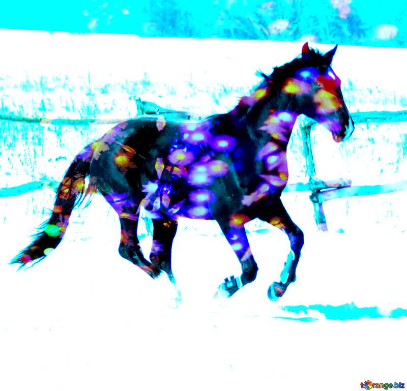Black colt horse galloping colors lights winter art №472