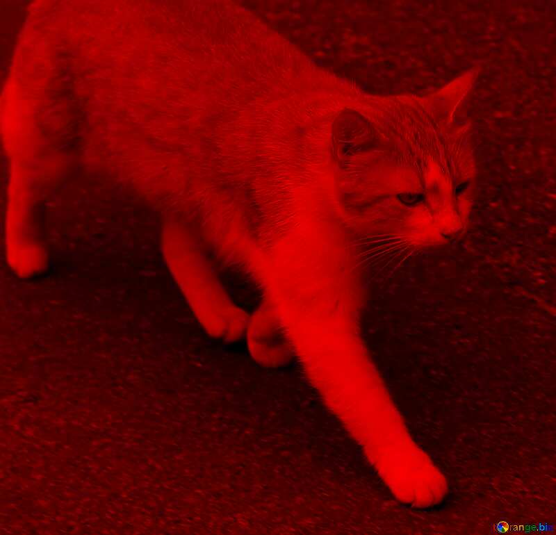 The cat is on the road dark red №44939