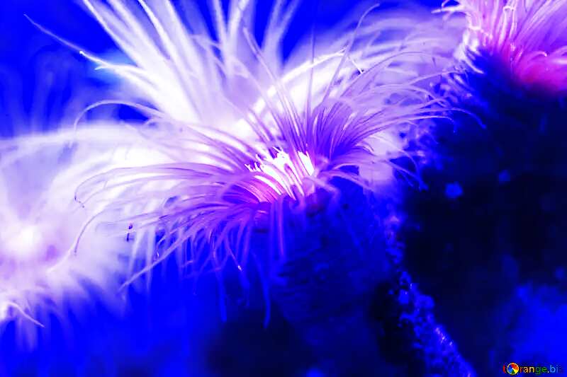 Soft blurred background sea flower №53755