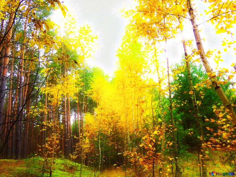 Soft blurred Autumn deciduous forest №28306