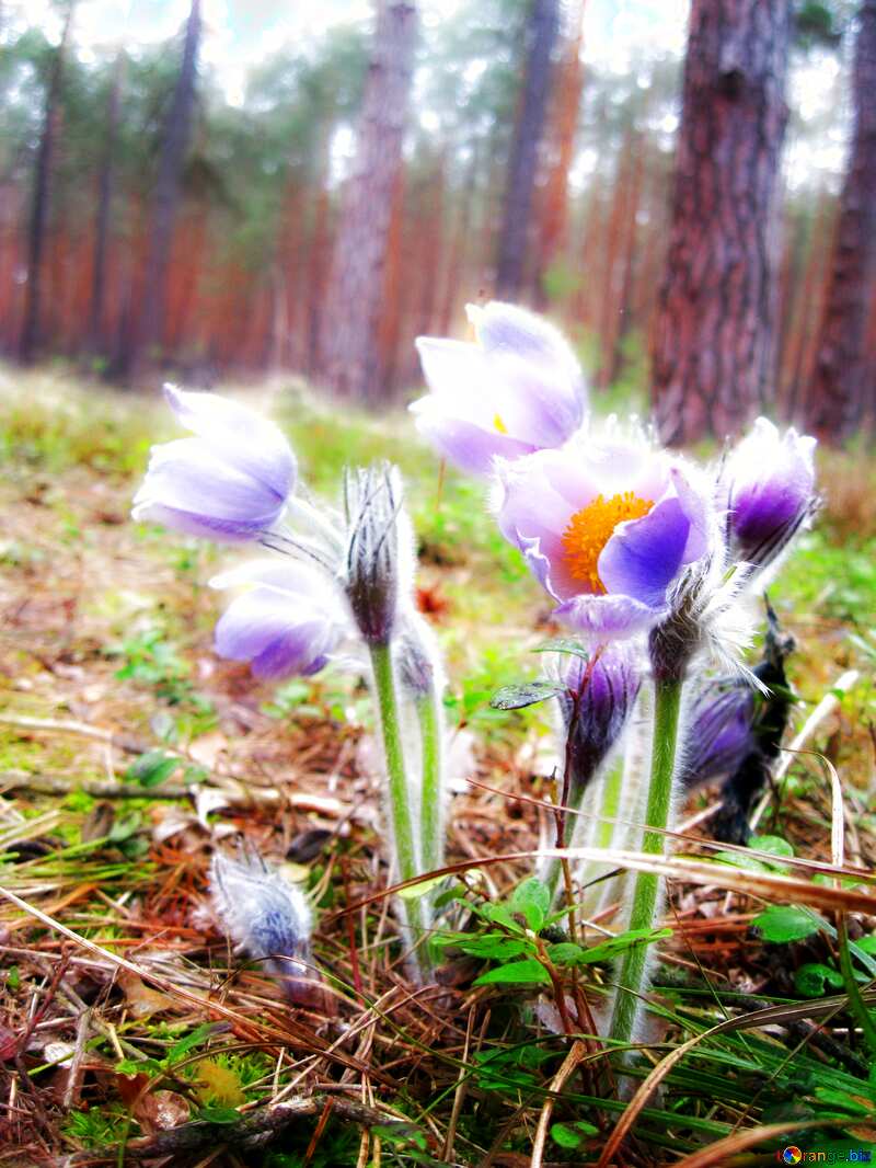Soft blurred Flowers in the Forest №12665