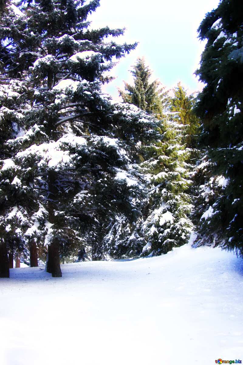 Soft blurred Winter snowy Forest №4161