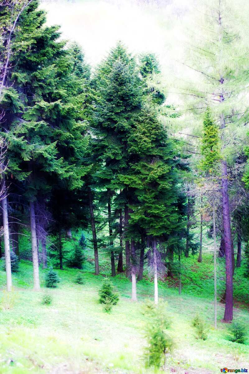 Soft blurred Spring forest №39877