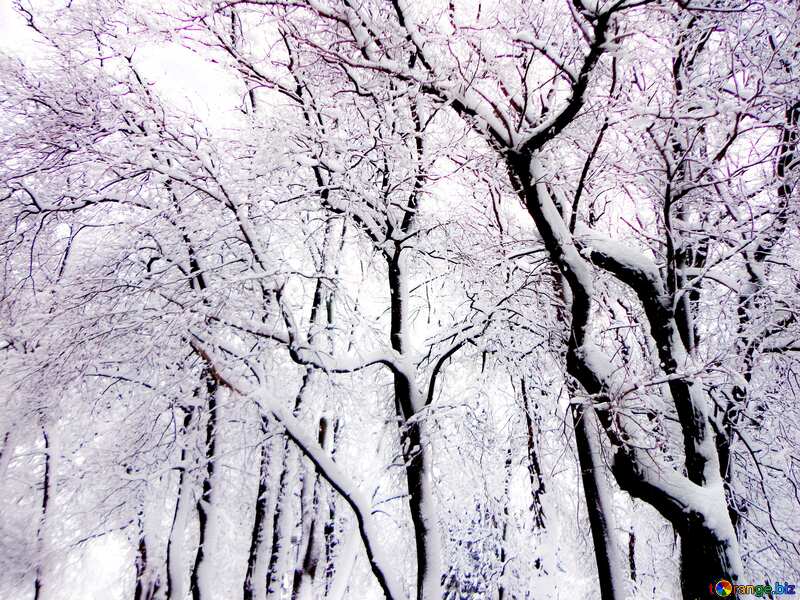 Soft blurred Winter Forest №15600