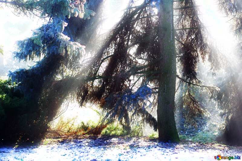 Soft blurred Magic Winter Forest №51468