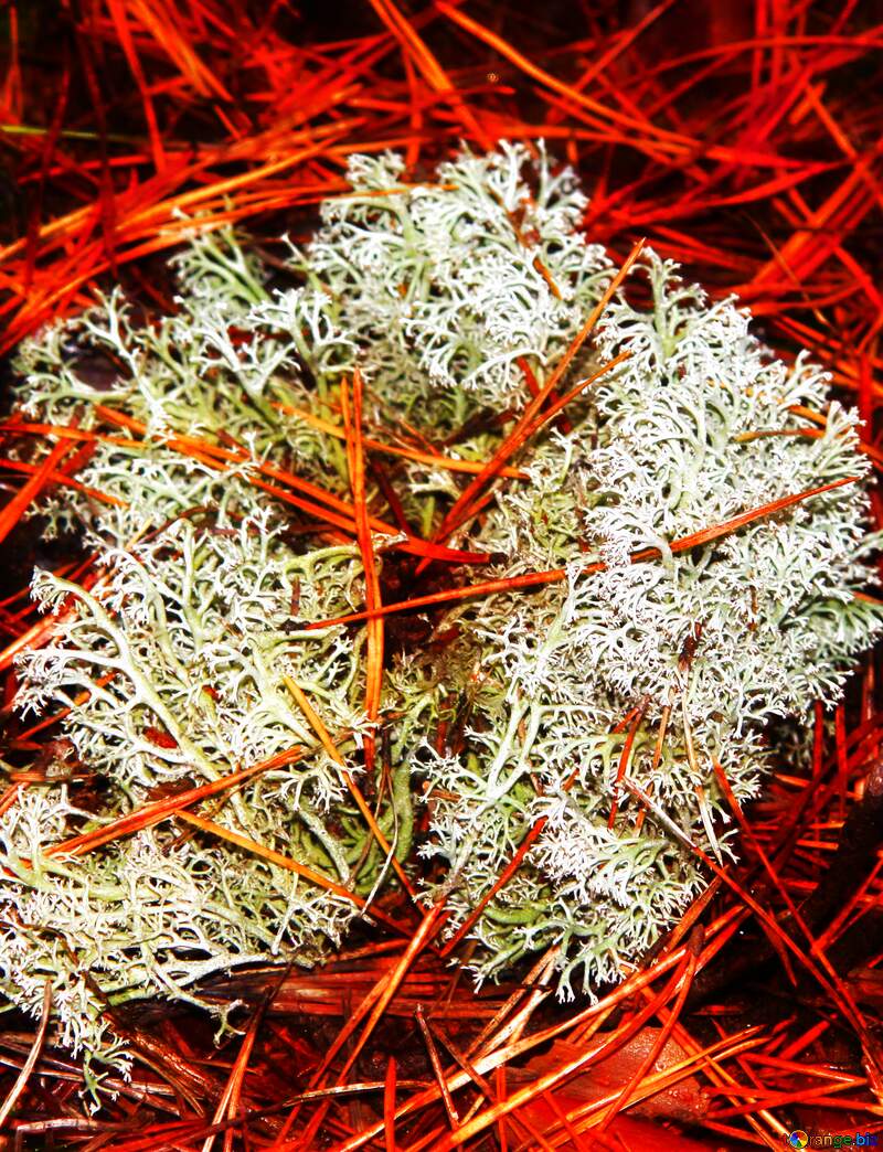 Soft blurred Forest lichen №19067