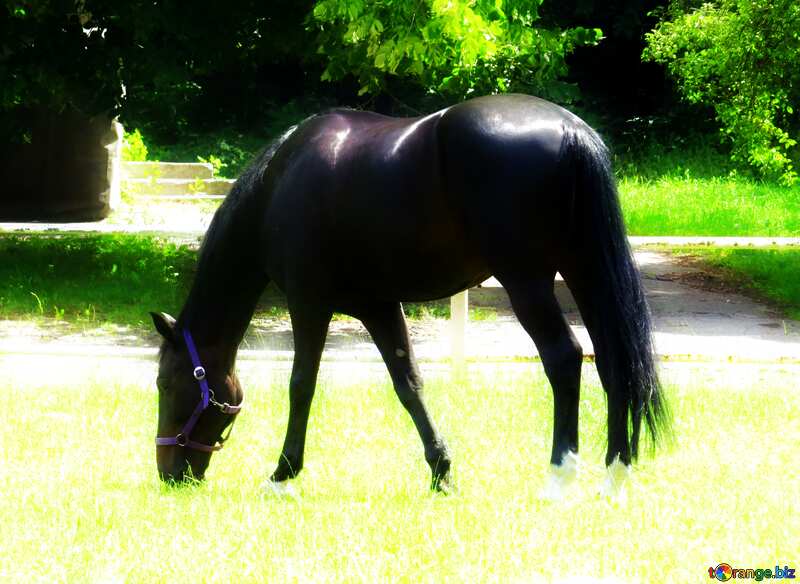 A black horse Soft blurred №50814