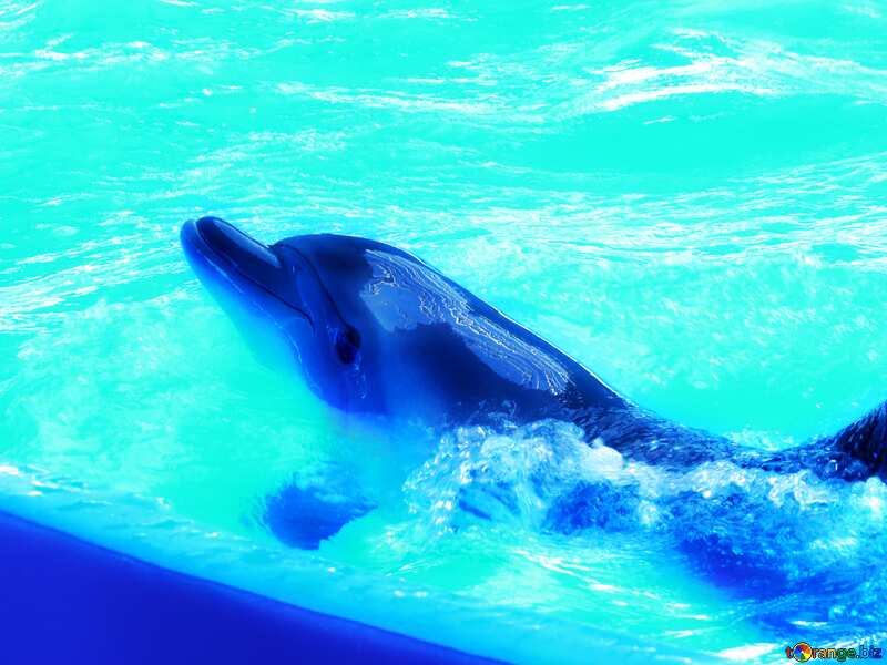 Soft blurred Smart dolphin blue №25374