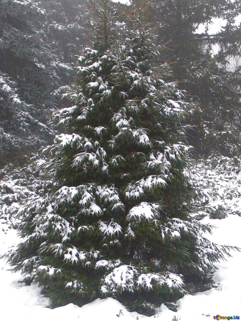 Christmas tree snow Soft blurred №412