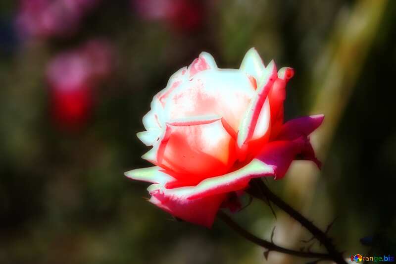 Pink rose blur frame №4210