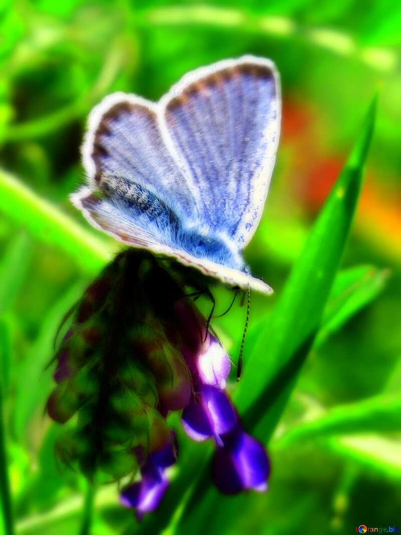 blue  butterfly №24642