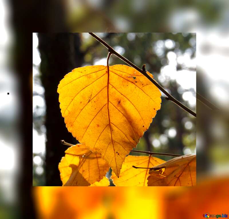 Yellow leaf autumn card №24869