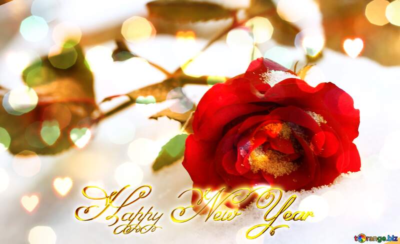 Red Rose flower  snow winter Happy New Year background №17829