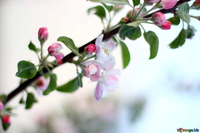 A branch of blossoming Apple trees heart template №32430