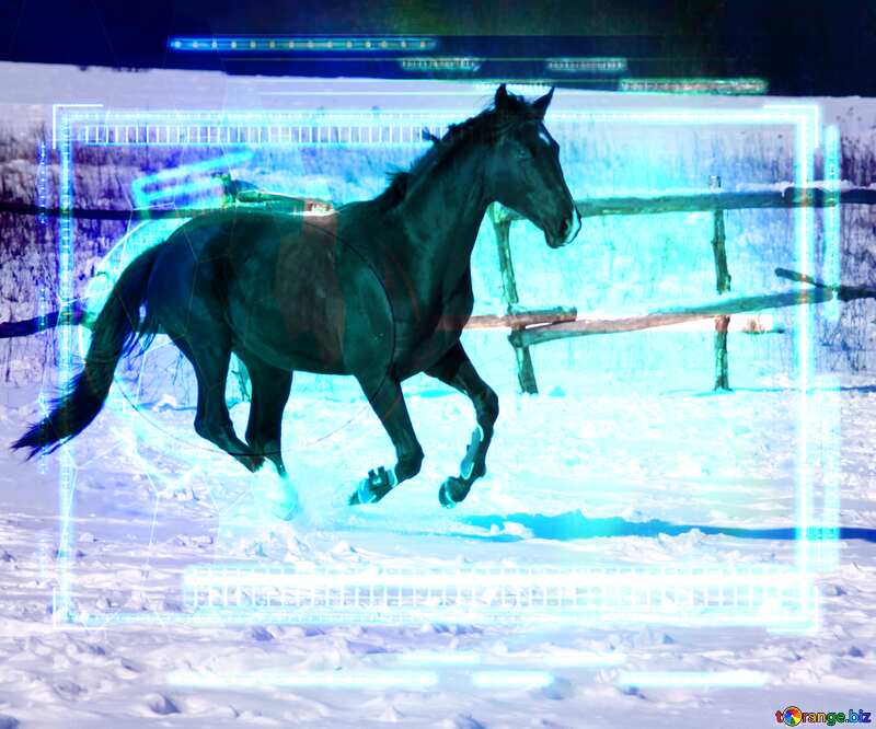 Black colt galloping concept background №472