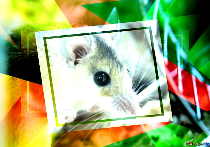 Mouse creative abstract template frame №11254